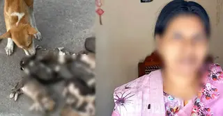 আট কুকুরছানা হত্যা: অভিযুক্ত নারীর জামিন নামঞ্জুর, কারাগারে পাঠানোর নির্দেশ